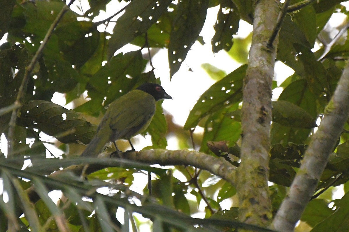 Black-headed Berryeater - ML641334430