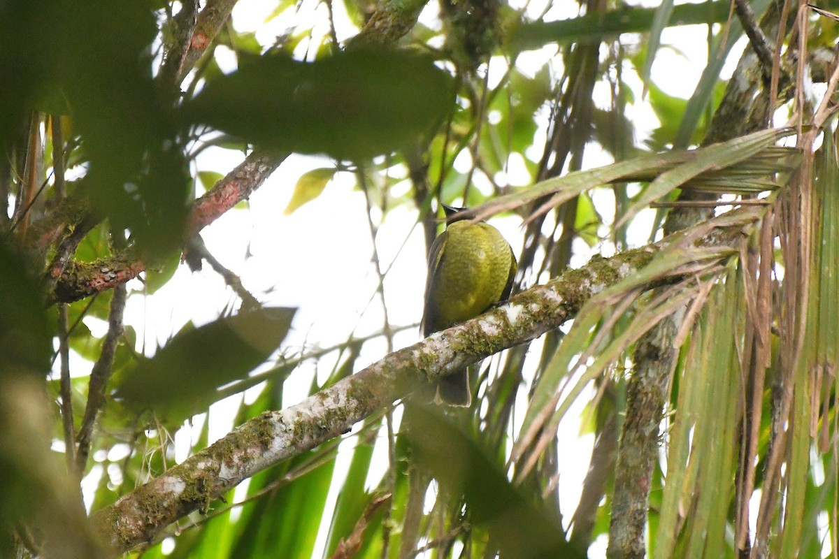 Black-headed Berryeater - ML641334431