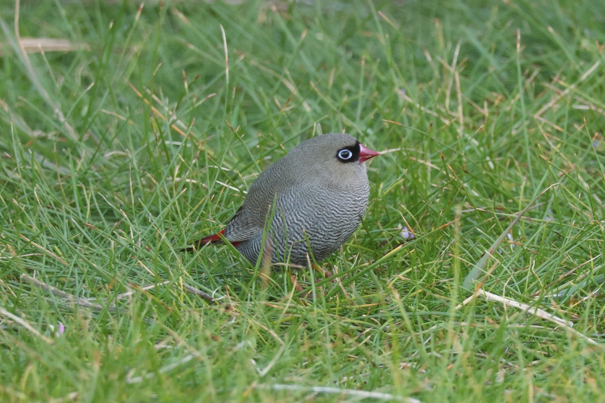 Beautiful Firetail - ML641334447