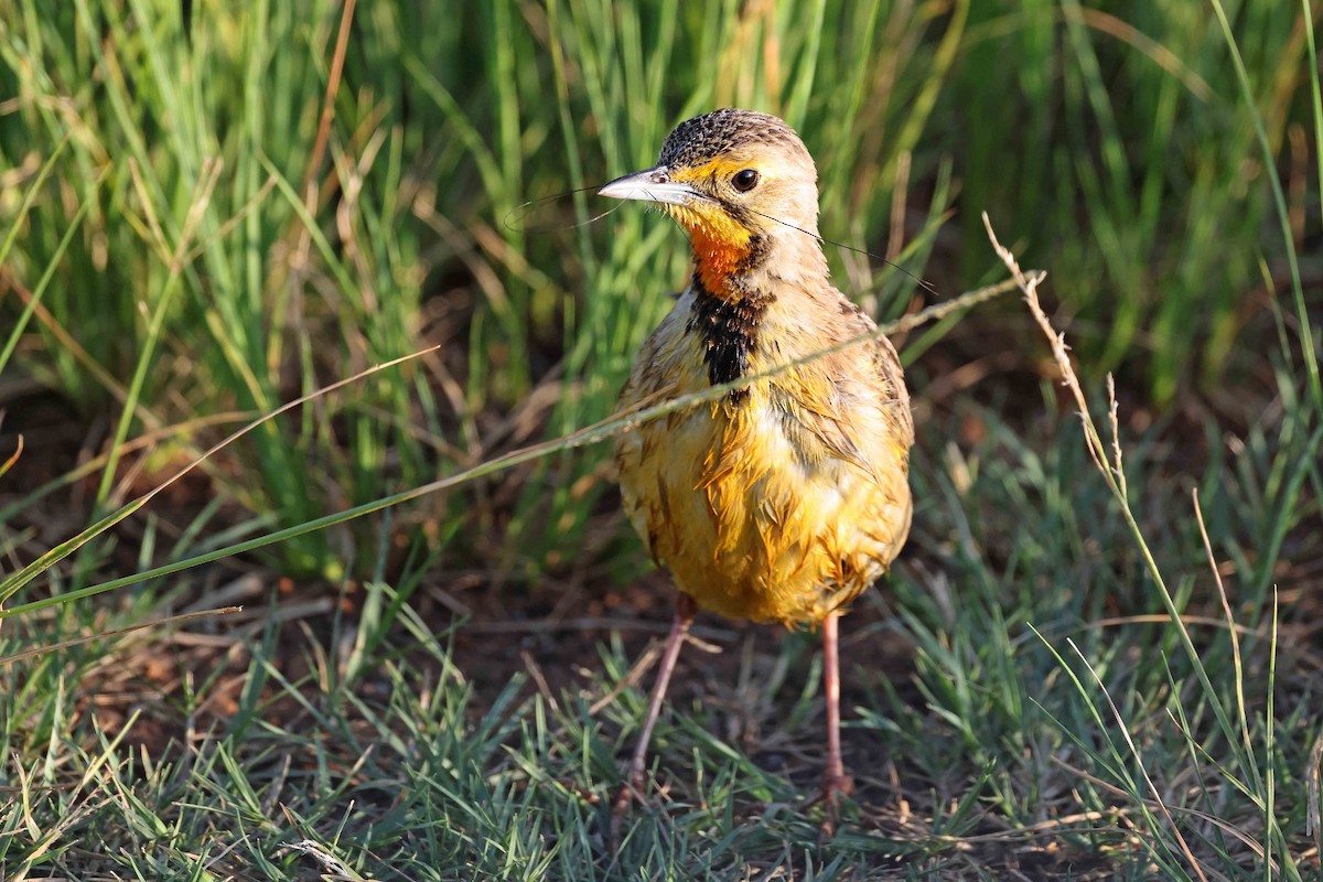 アカノドツメナガタヒバリ - ML641334459