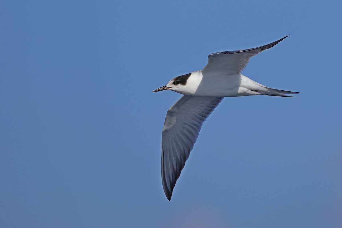 Common Tern - ML641334466