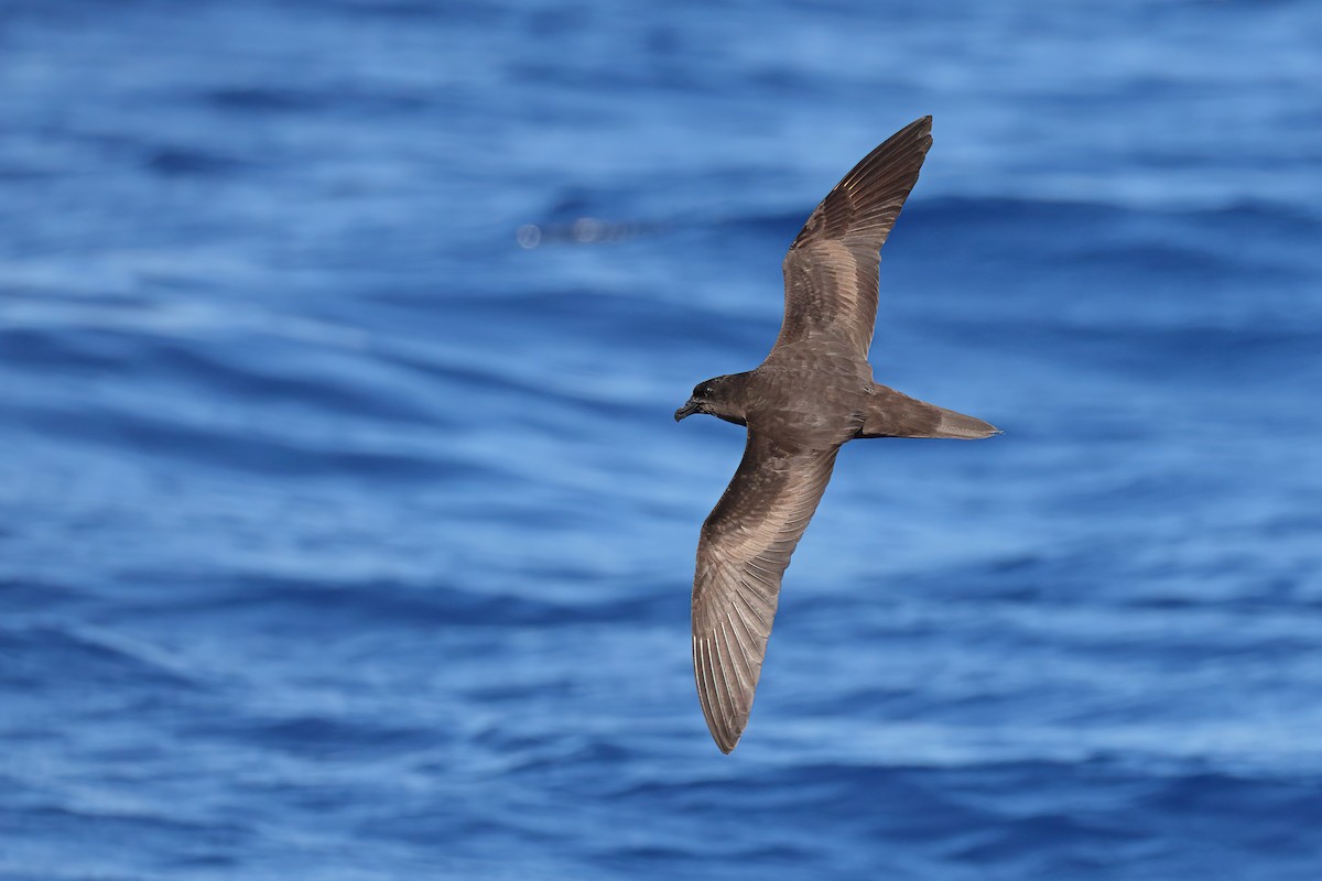 Bulwer's Petrel - ML641334482