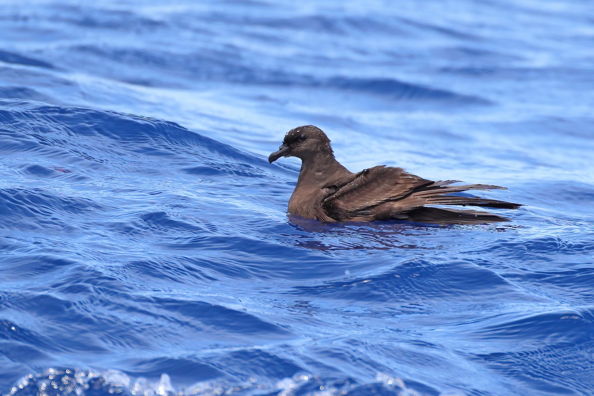 Bulwer's Petrel - ML641334484