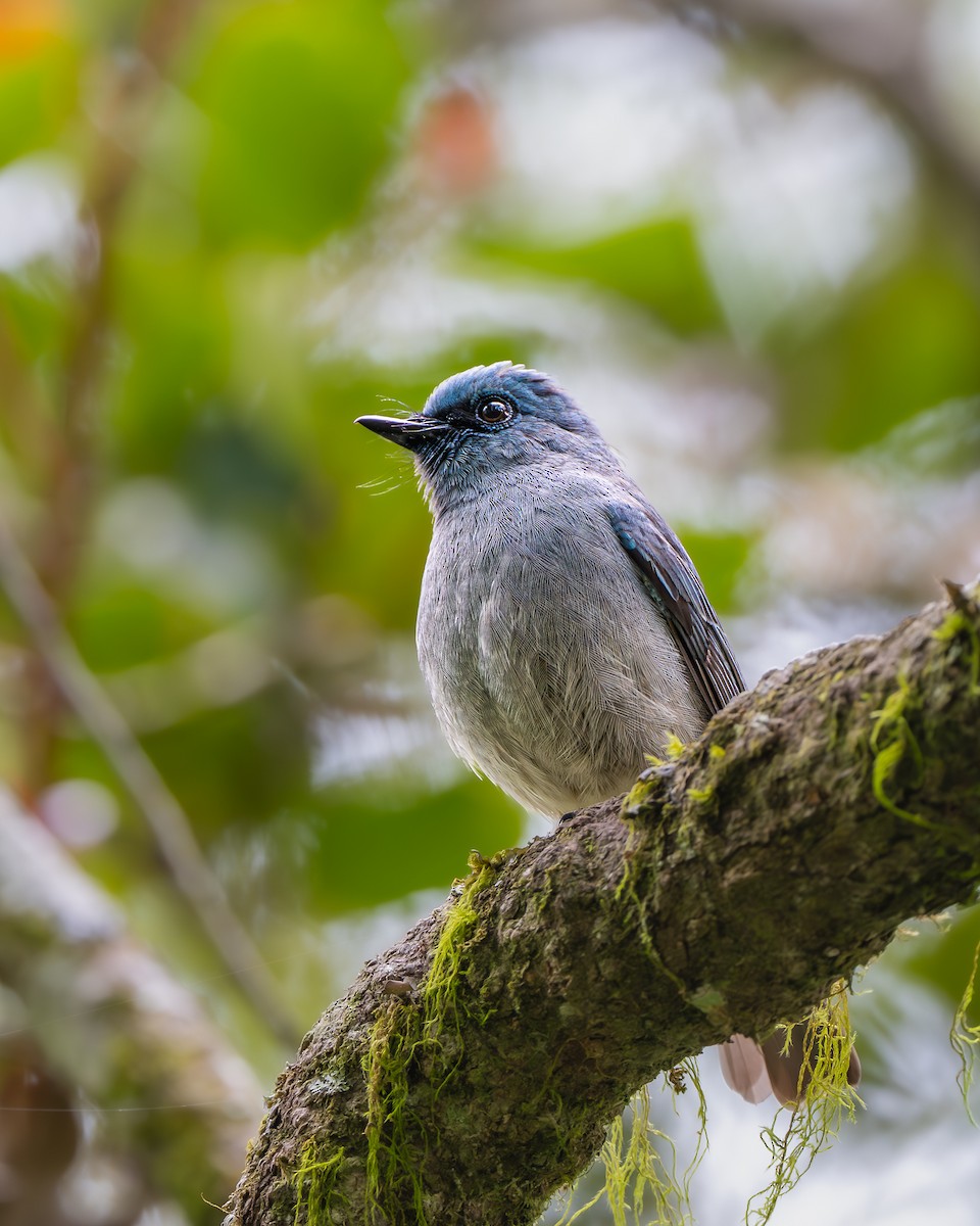 Dull-blue Flycatcher - ML641334517