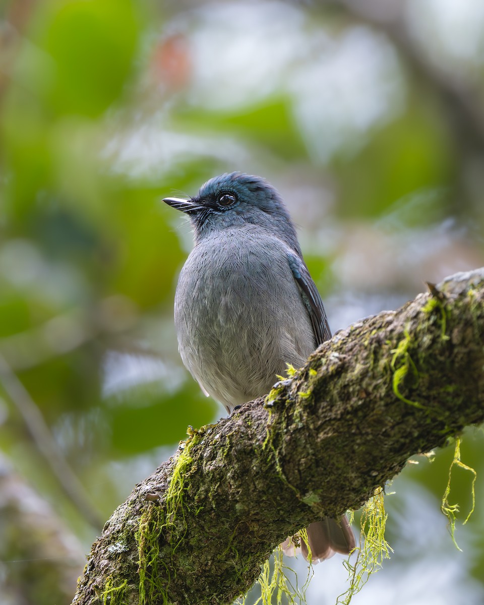 Dull-blue Flycatcher - ML641334526