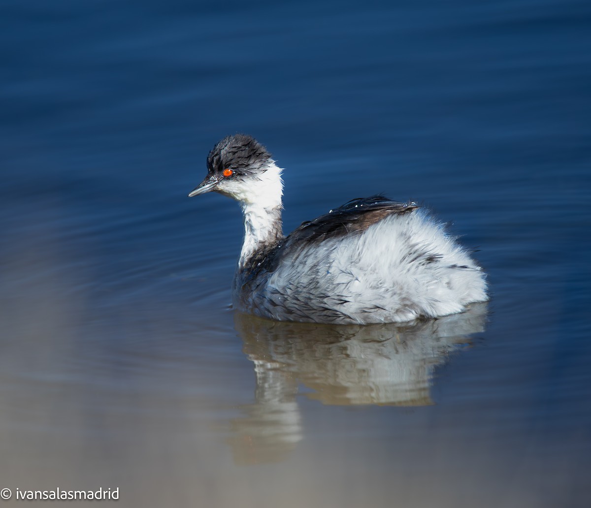 ギンカイツブリ（juninensis） - ML641334537