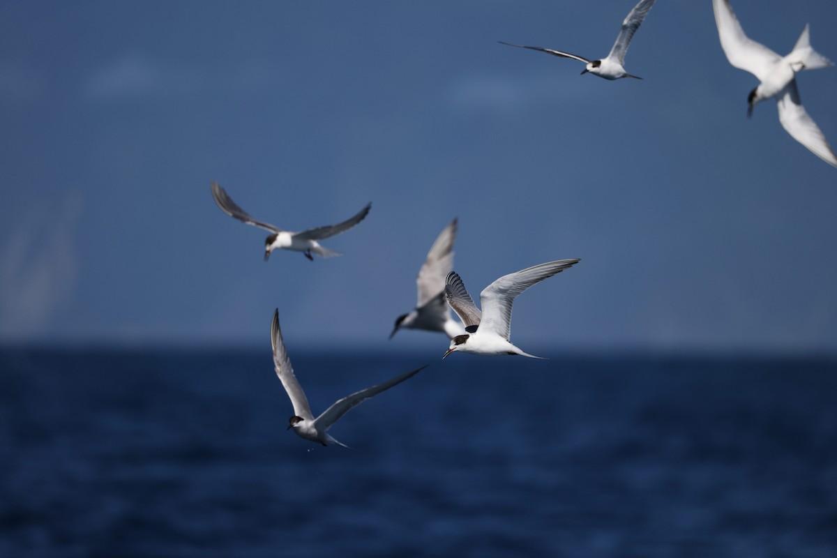 Common Tern - ML641334554
