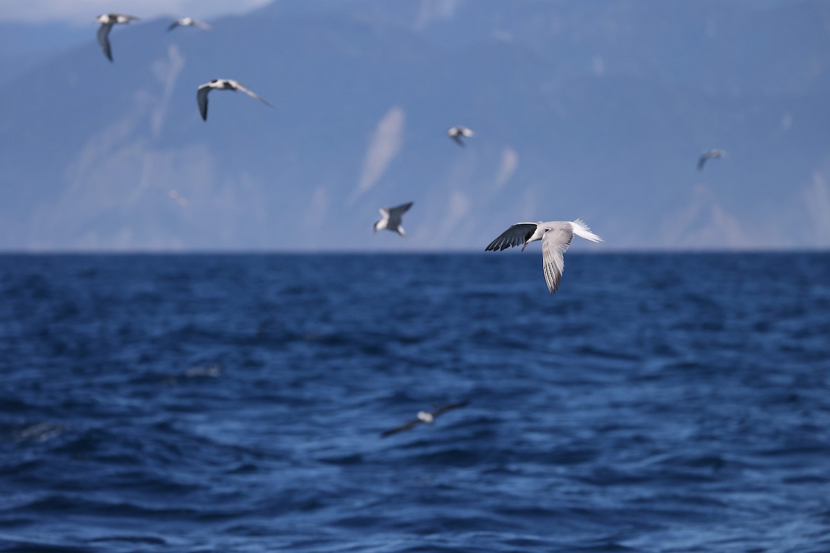 Common Tern - ML641334555