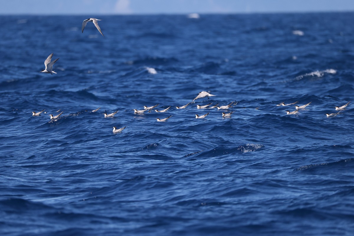 Common Tern - ML641334556
