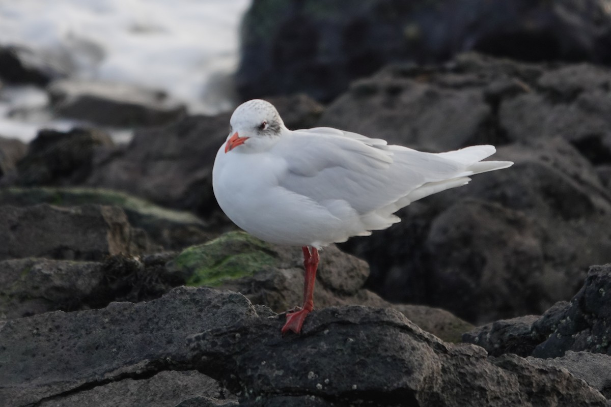 Mediterranean Gull - ML641334560