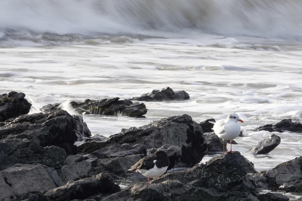 Mediterranean Gull - ML641334561