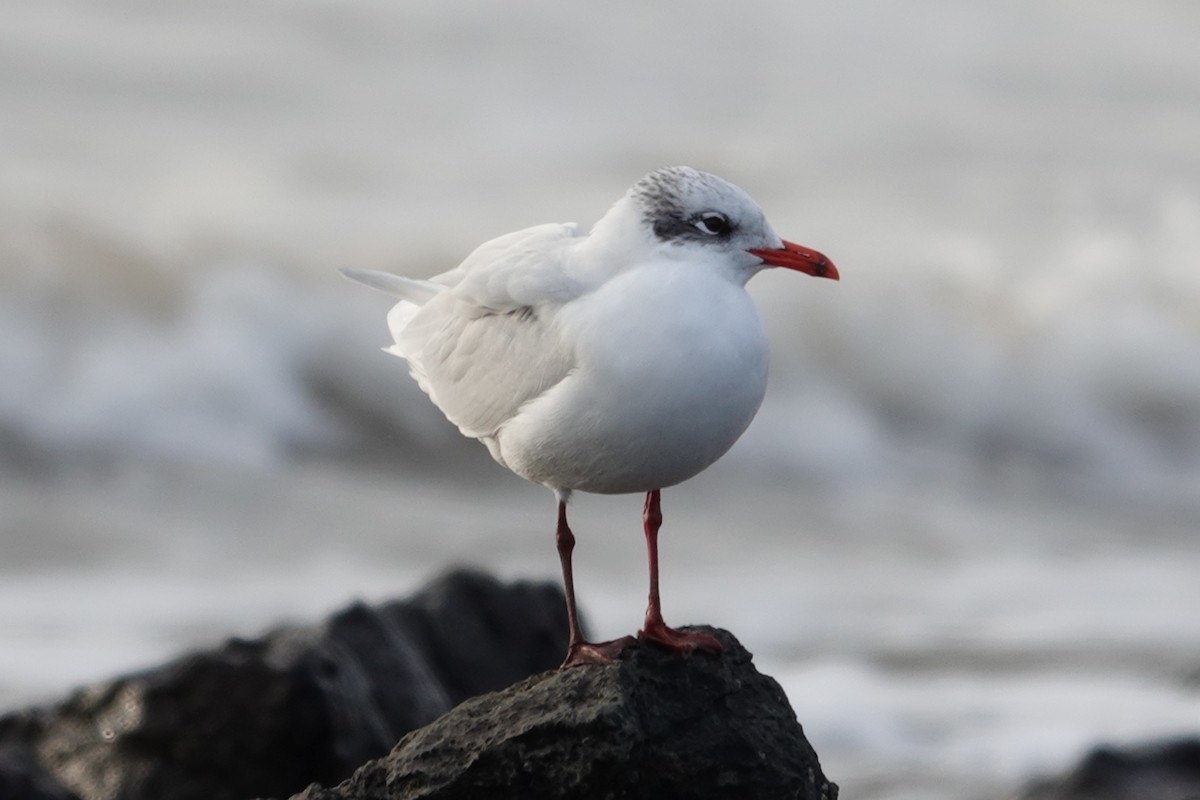 Mediterranean Gull - ML641334563