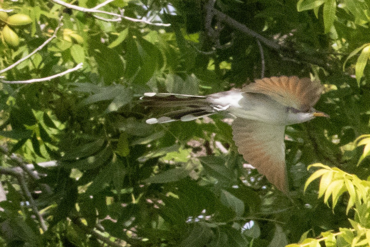 Yellow-billed Cuckoo - ML641334564