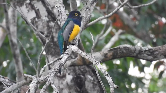 Gartered Trogon - ML641334586