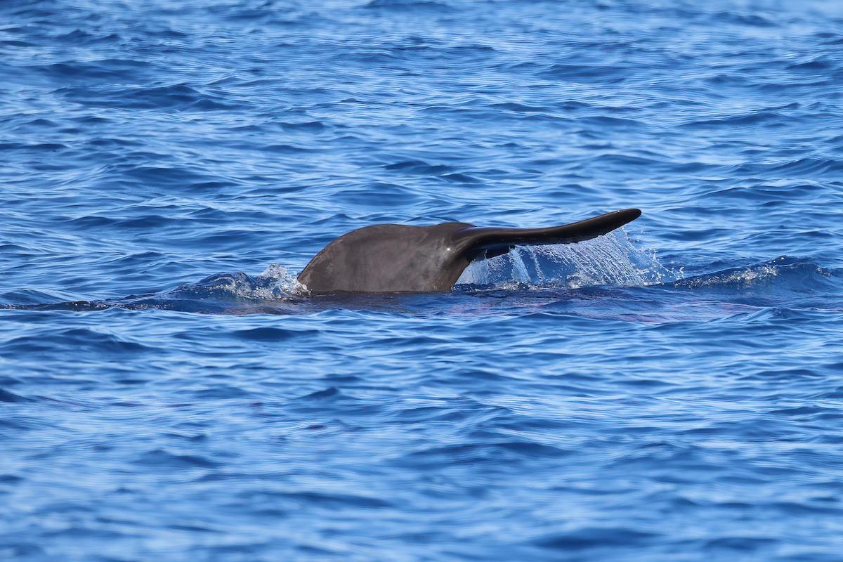 Short-finned Pilot Whale - ML641334613