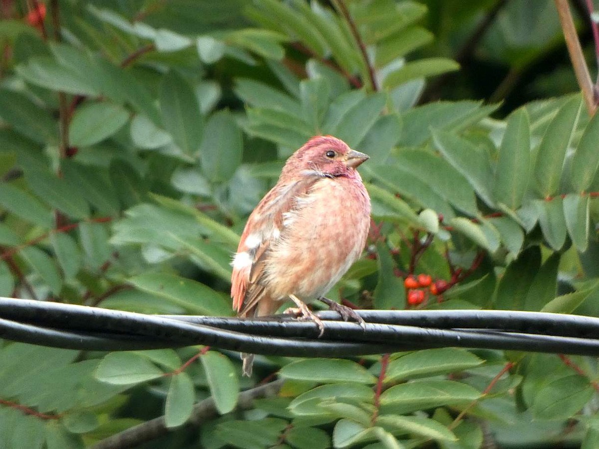 Purple Finch - ML641334619