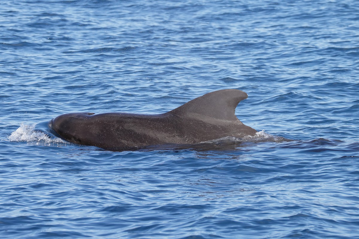Short-finned Pilot Whale - ML641334622