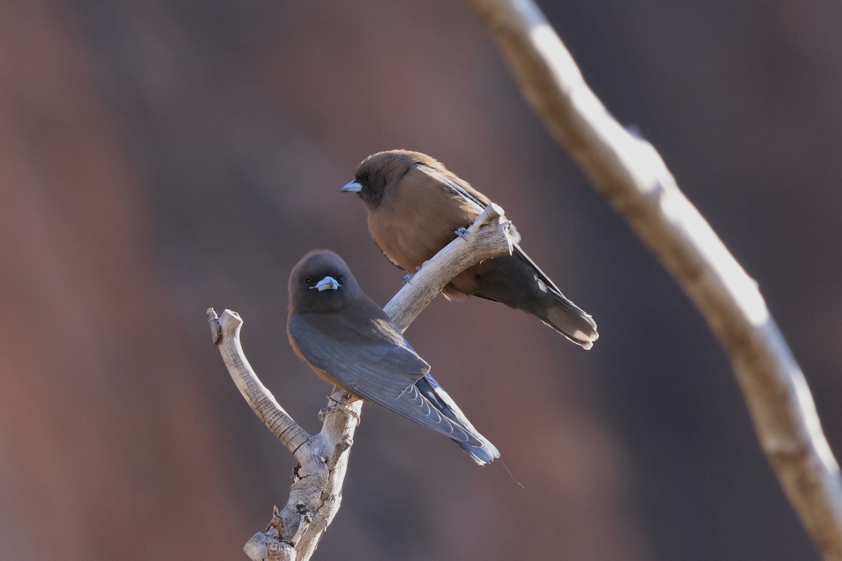 Little Woodswallow - ML641334639
