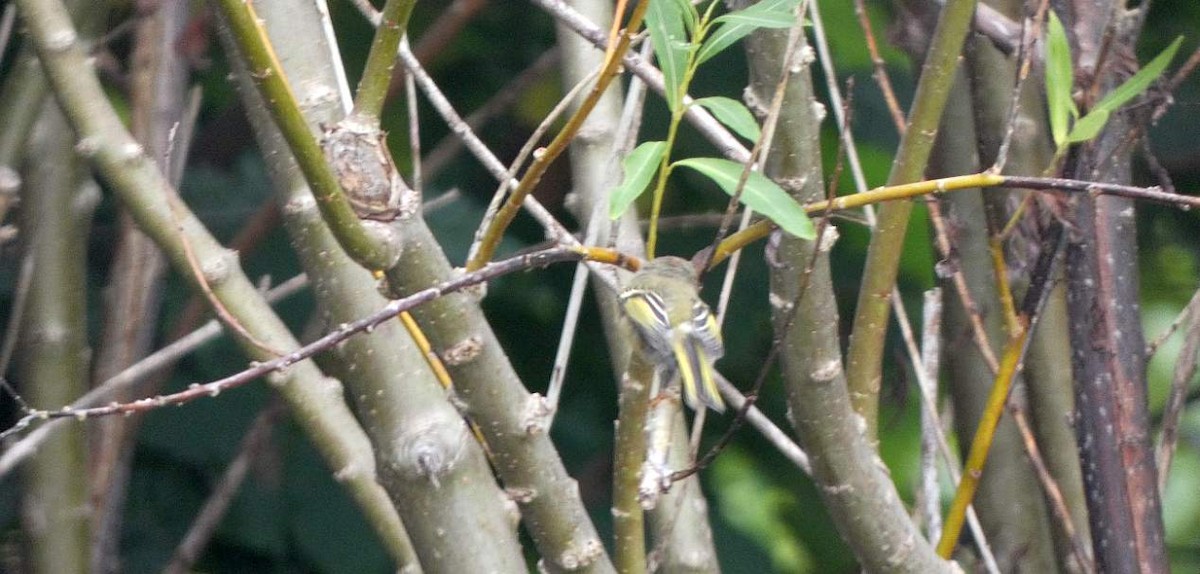 Rubingoldhähnchen - ML641334640