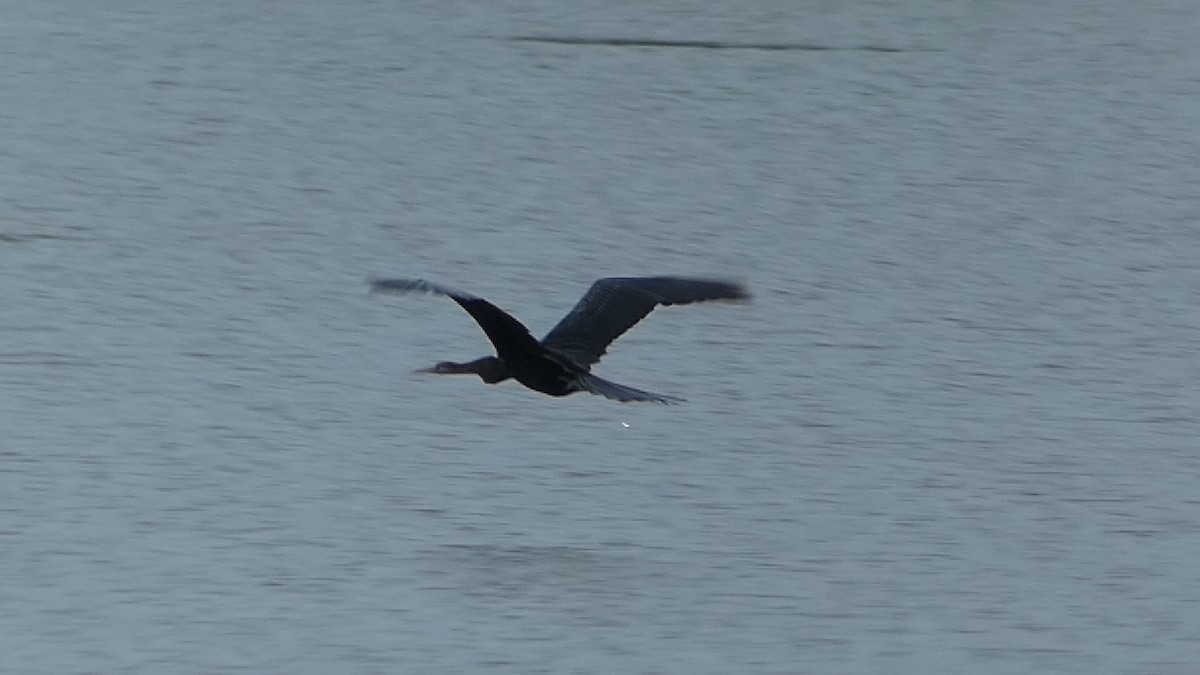 Oriental Darter - ML641334647