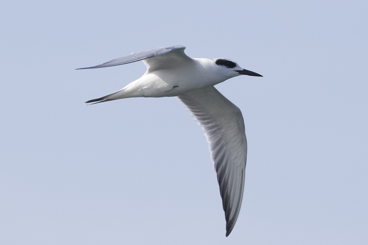 Forster's Tern - ML641334654
