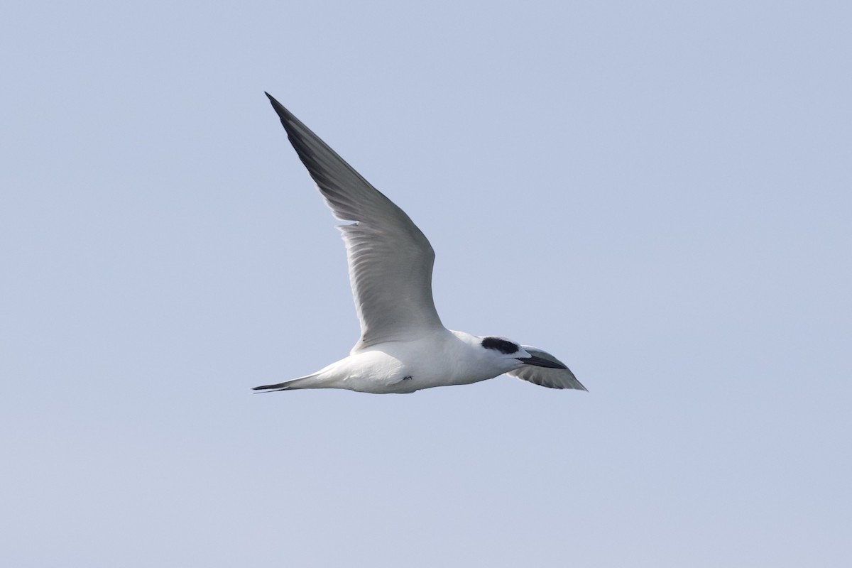 Forster's Tern - ML641334655