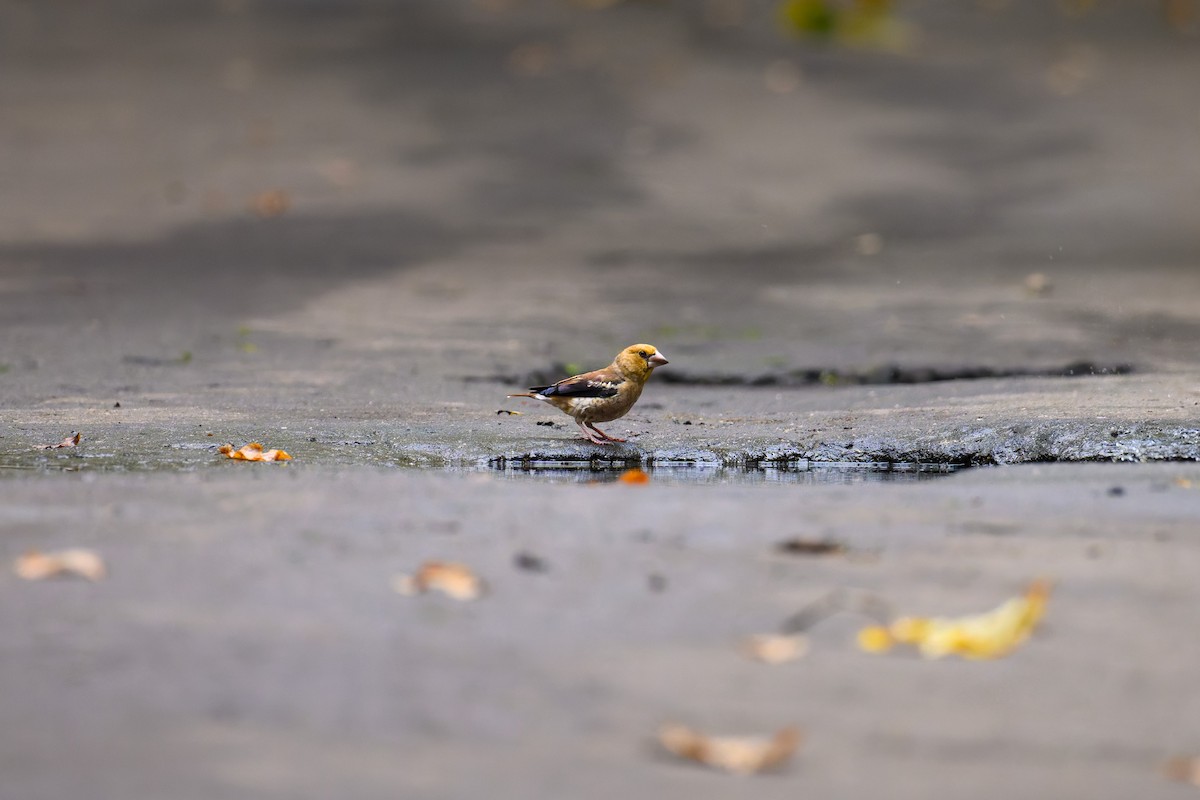 Hawfinch - ML641334703