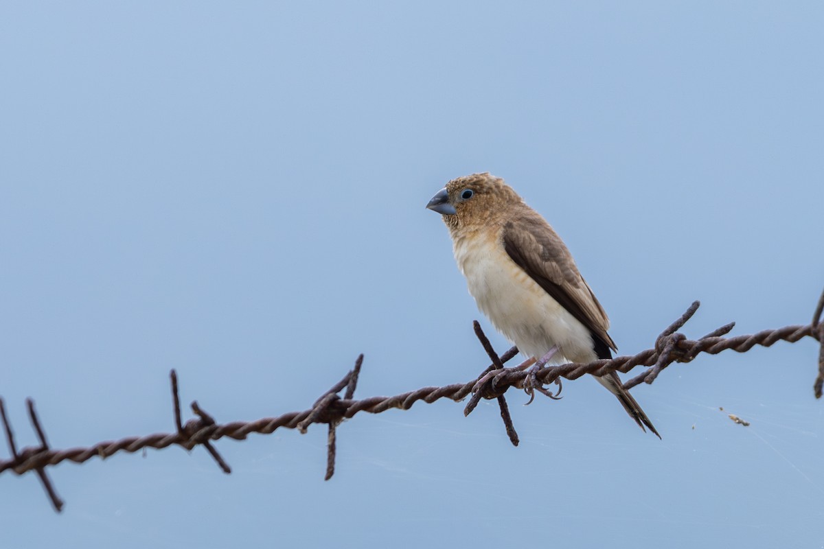 African Silverbill - ML641334713