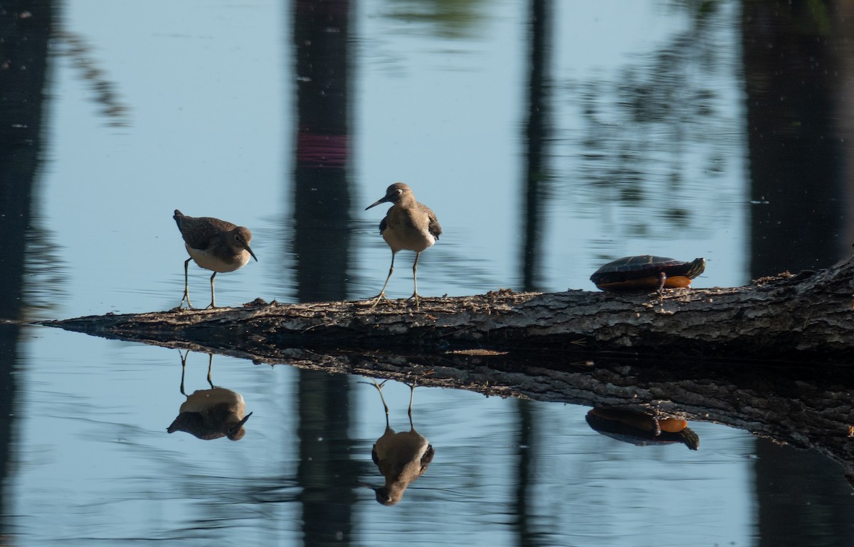 Solitary Sandpiper - ML641334736