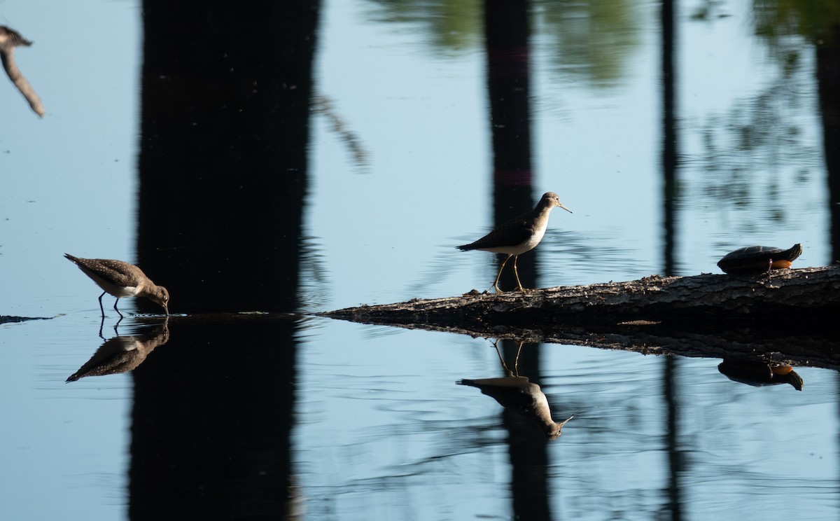 Solitary Sandpiper - ML641334737