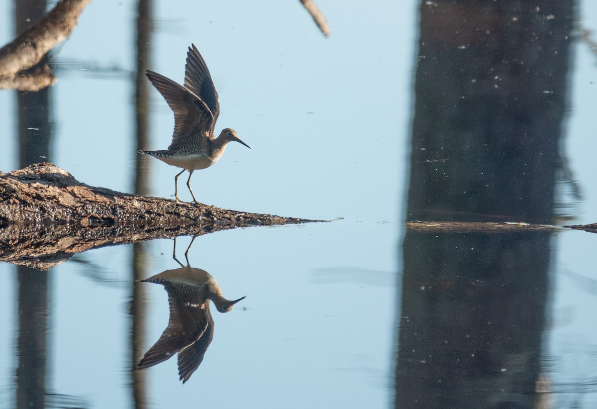 Solitary Sandpiper - ML641334738