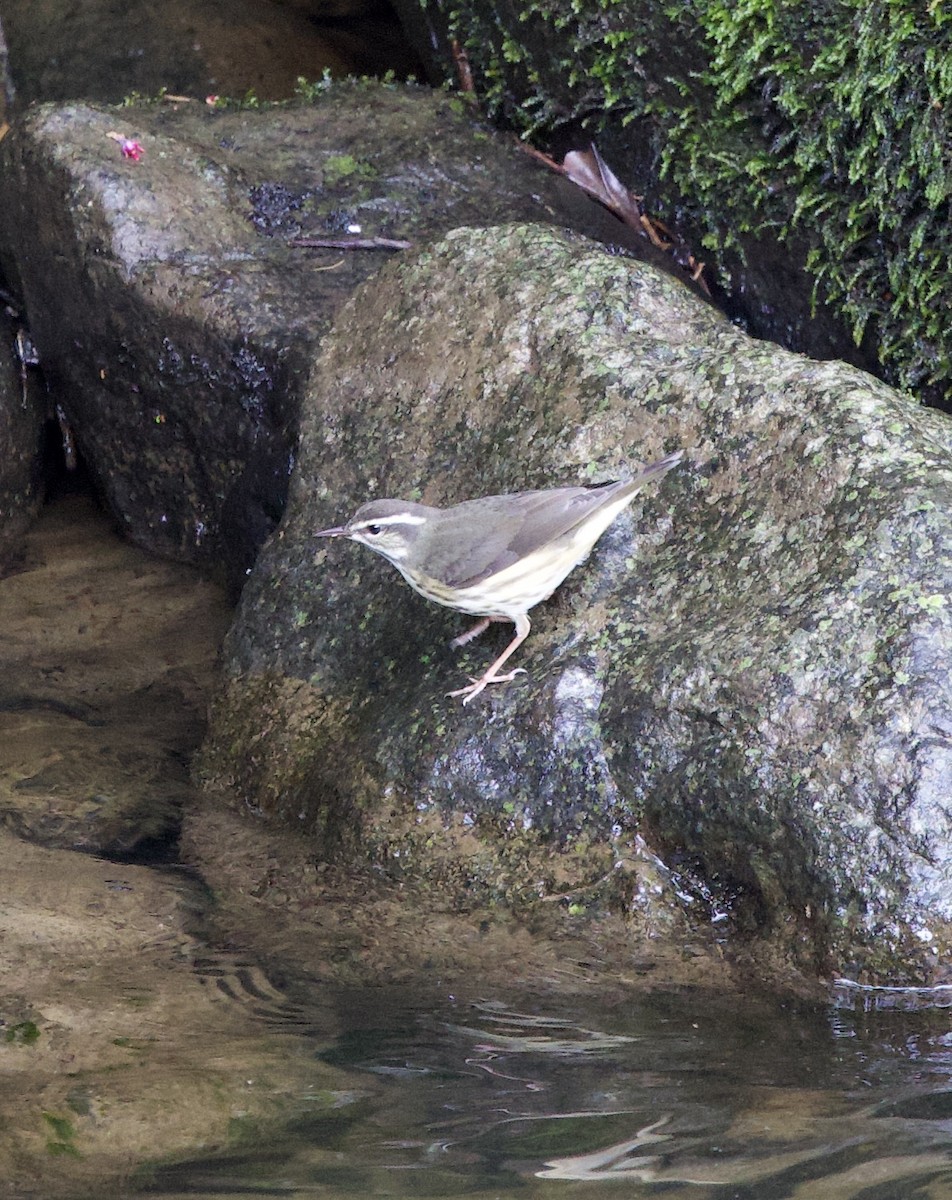 Louisiana Waterthrush - ML641334755