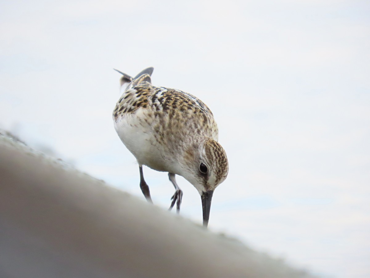 Little Stint - ML641334793