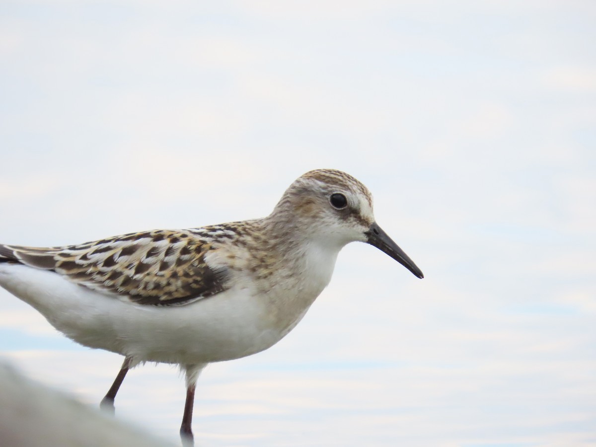 Little Stint - ML641334795
