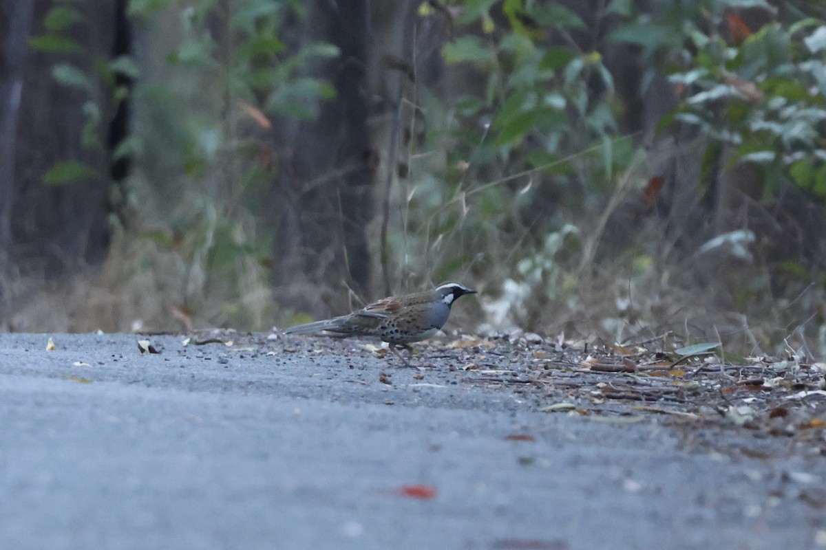 Spotted Quail-thrush - ML641334813