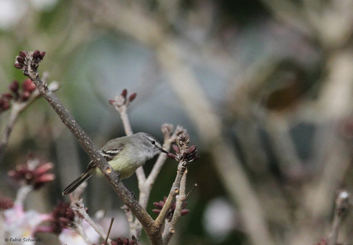 White-crested Tyrannulet - ML641334885