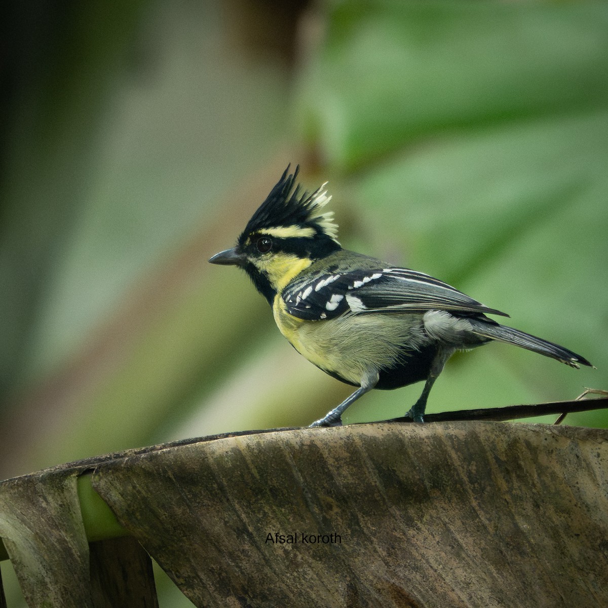 Indian Yellow Tit - ML641334959