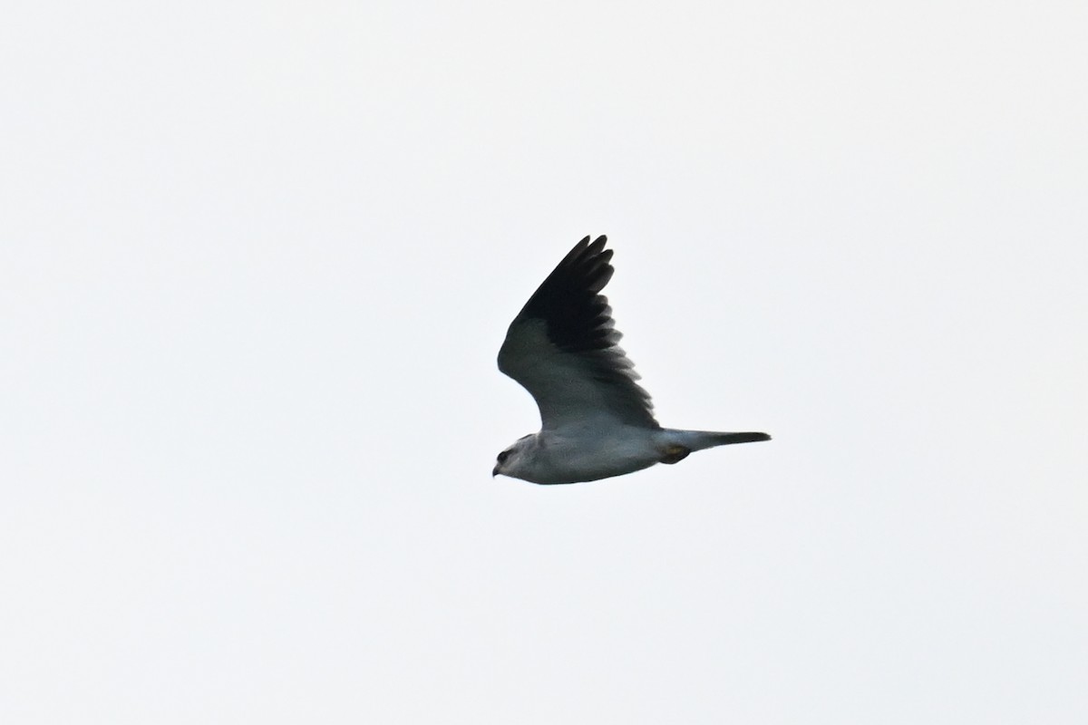 Black-winged Kite (Asian) - ML641334972