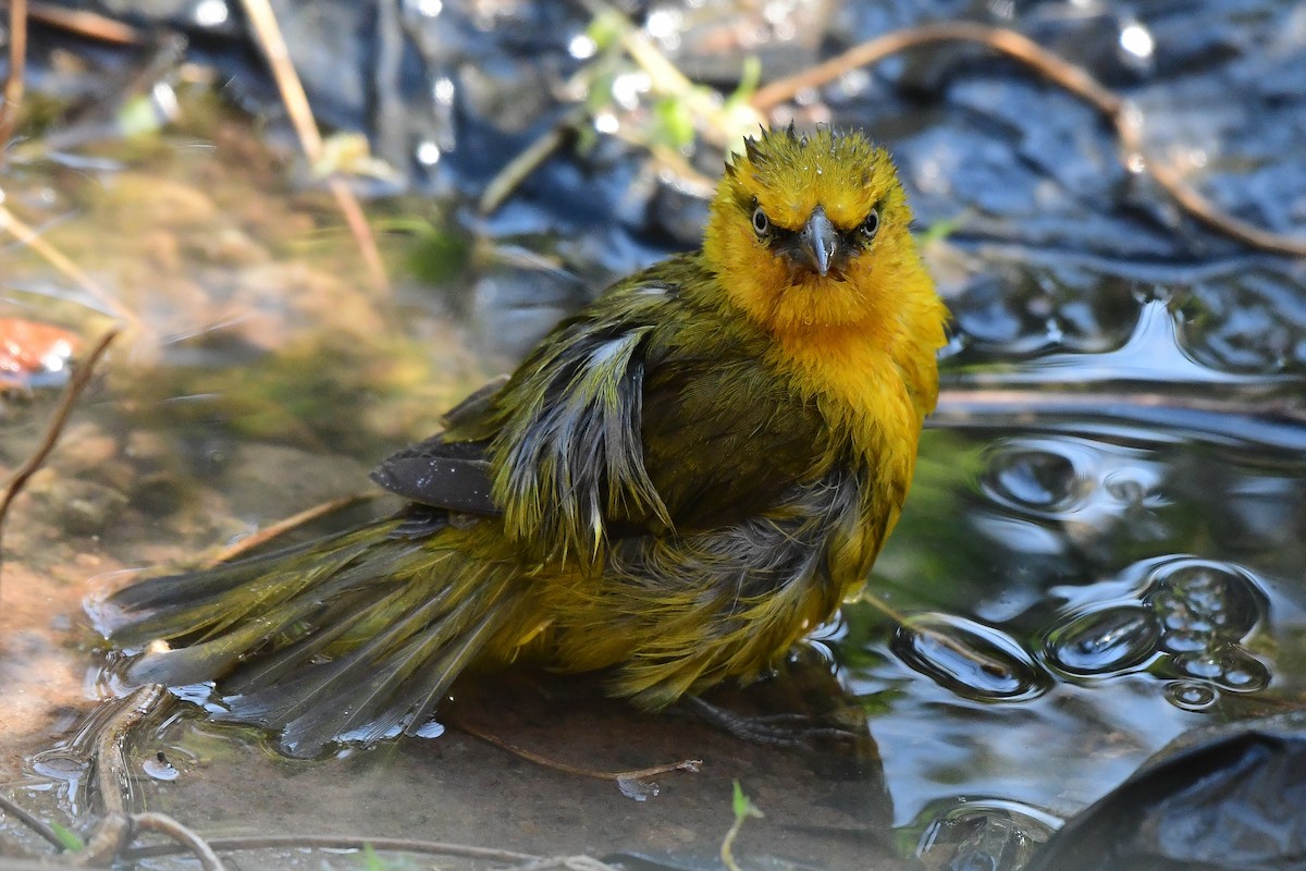 Spectacled Weaver - ML641335065
