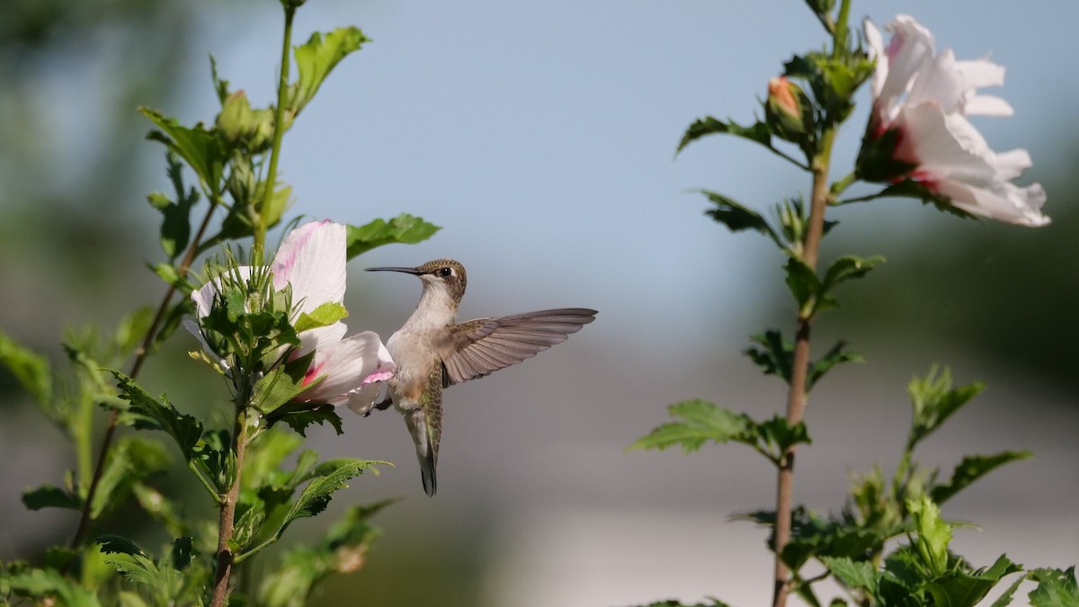 Colibri à gorge rubis - ML641335113