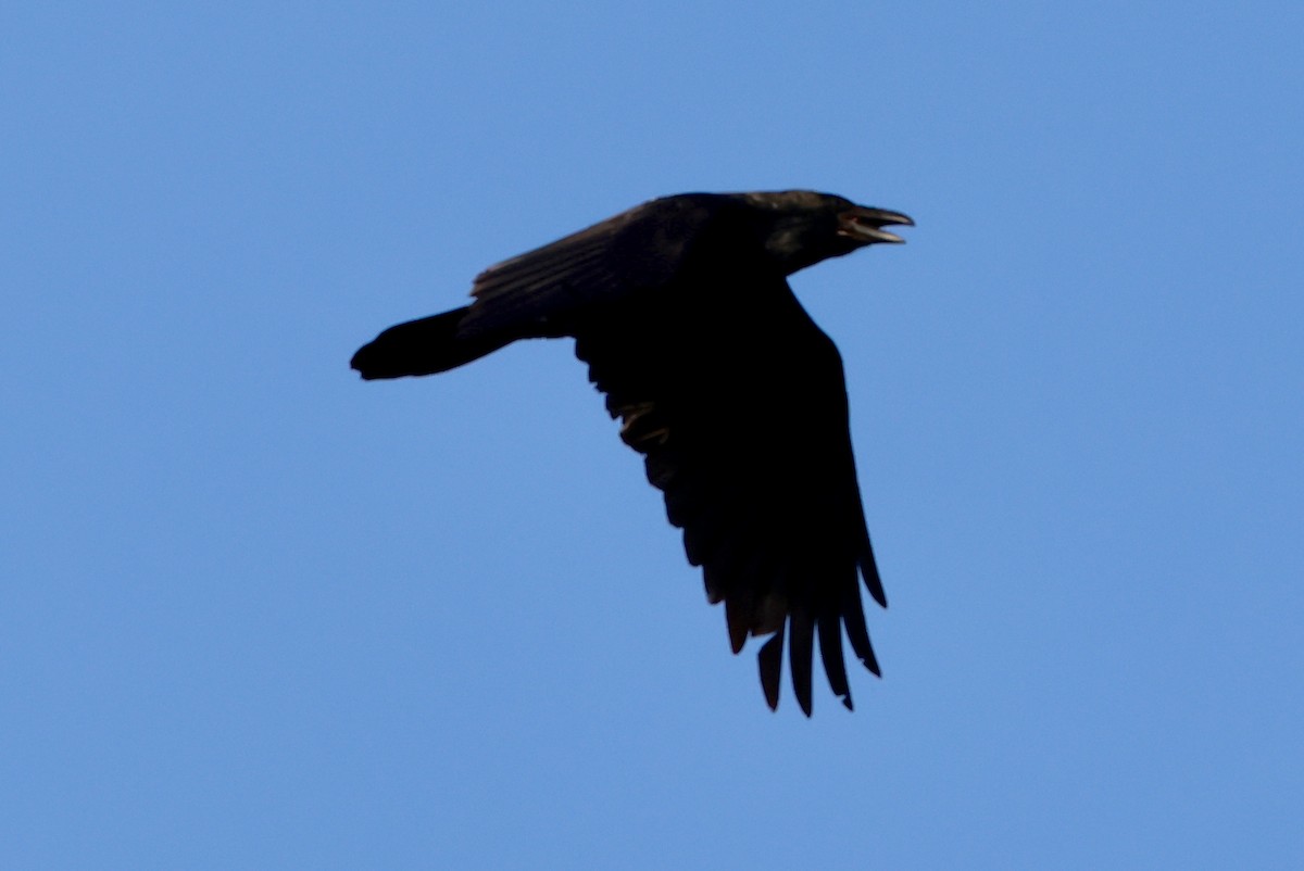Grand Corbeau - ML641335118
