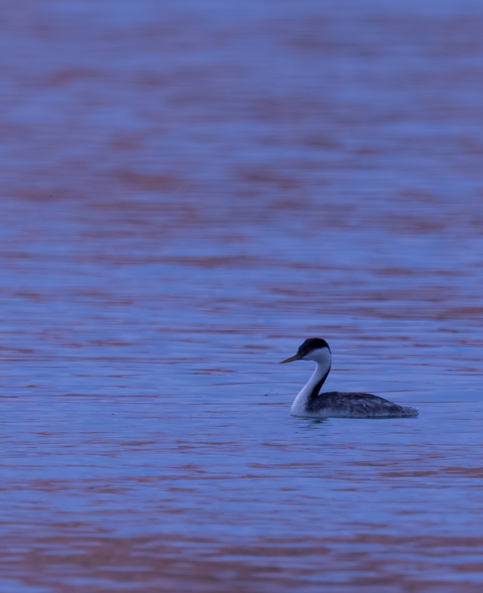 Western Grebe - ML641335123
