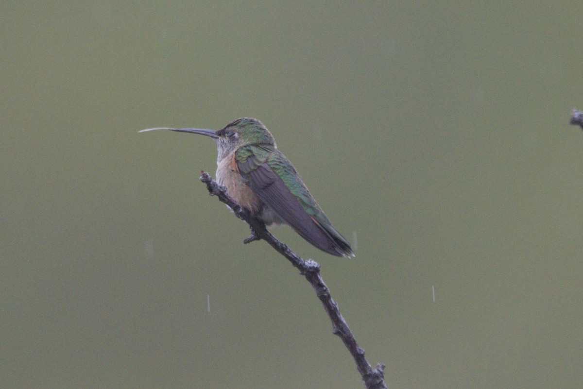 Colibri à queue large - ML641335124