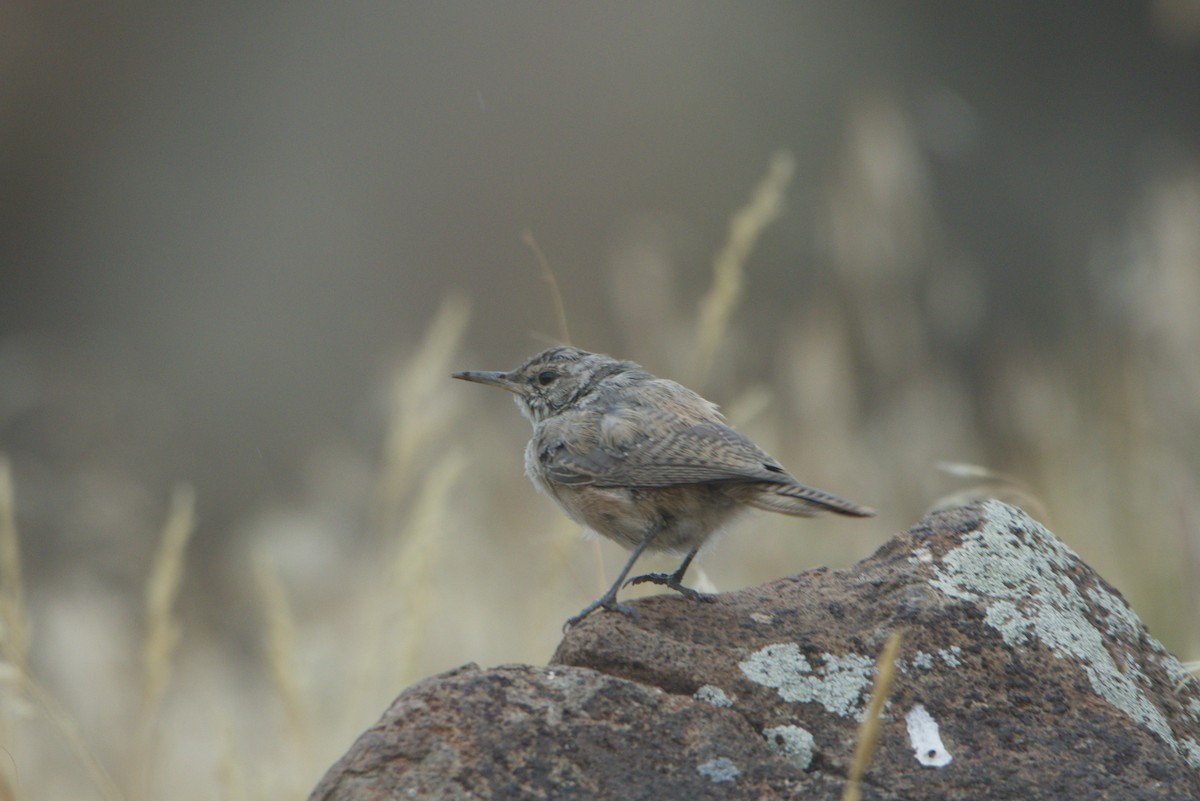 Rock Wren - ML641335129