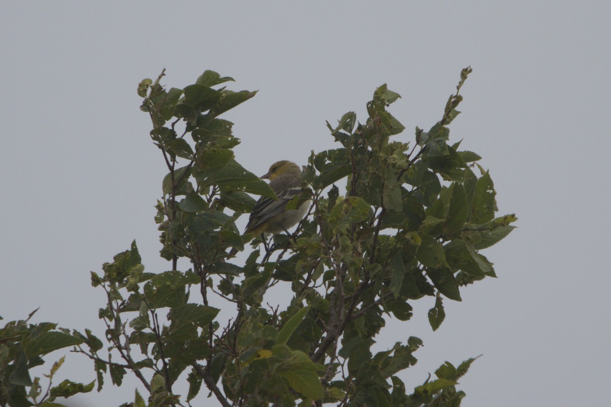 Oriole de Bullock - ML641335150