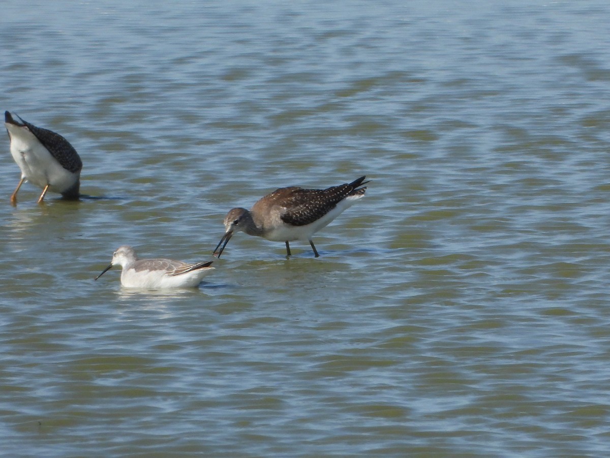 hvithalesvømmesnipe - ML641335174