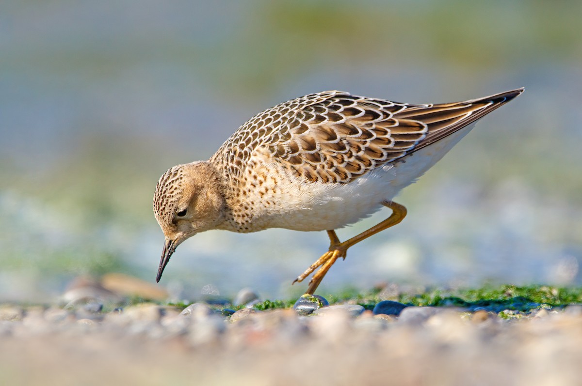 rustsnipe - ML641335180