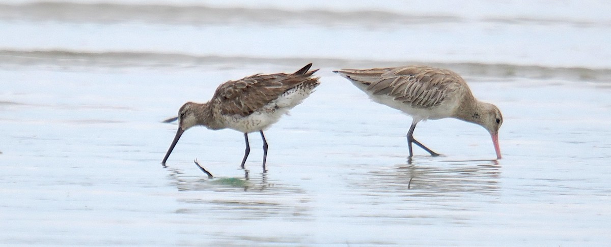 Asian Dowitcher - ML641335207