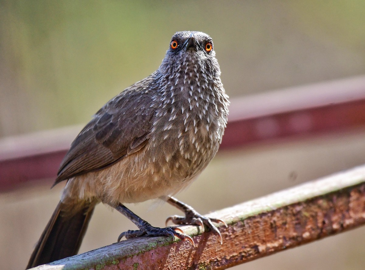 Arrow-marked Babbler - ML641335208