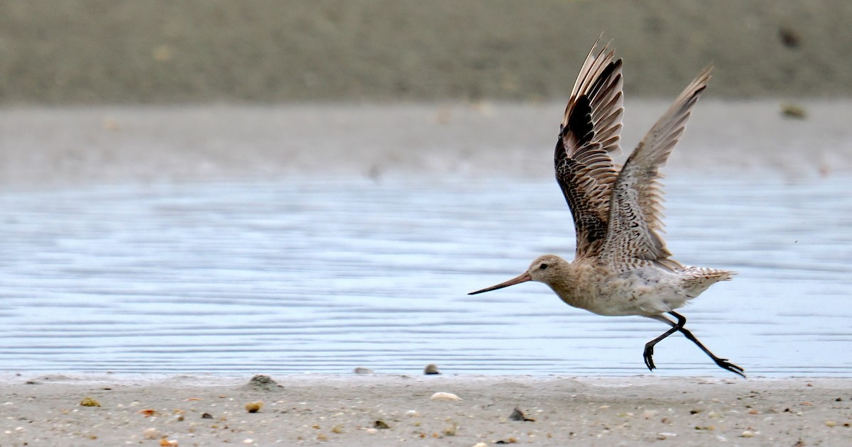 Bar-tailed Godwit - ML641335215